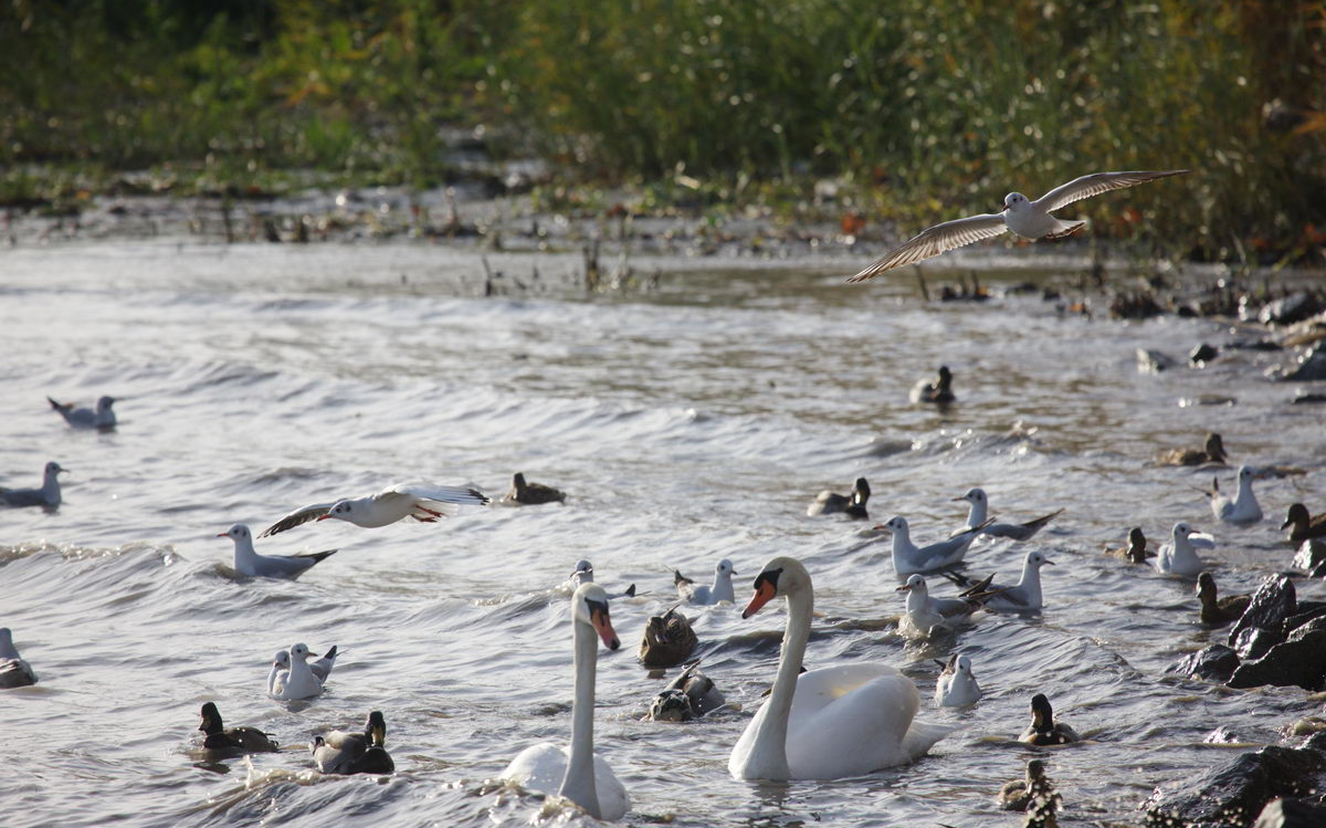 Various water birds swarm around the shores of Lake Balaton