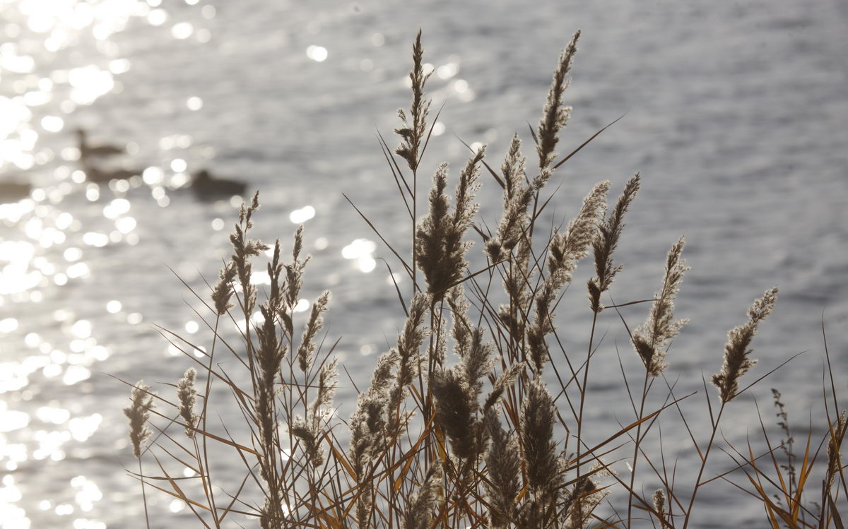 Reed beds on the Balaton shoren