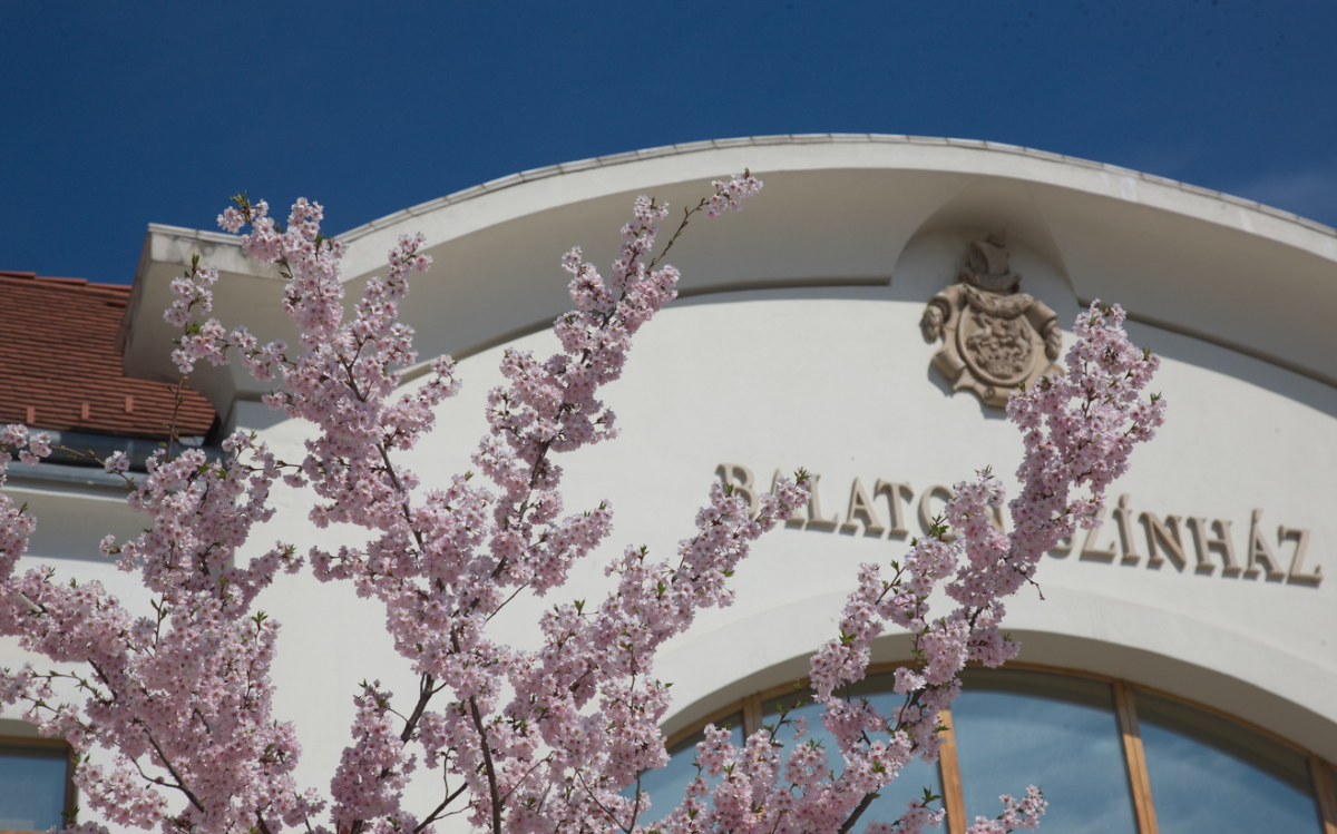 The cherry tree in front of the Balaton Theatre is blooming.