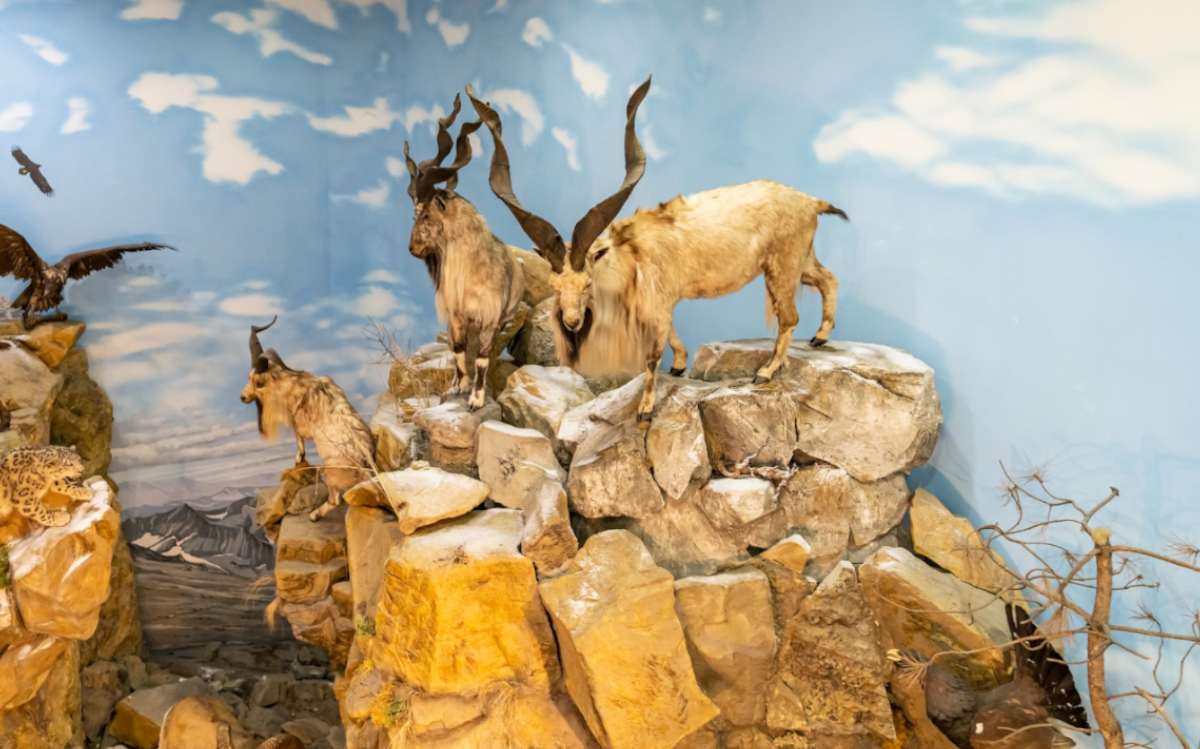 Exhibitions displaying the wildlife of American and Asian rainforests, as well as African rainforests, were located in some wings of the building.