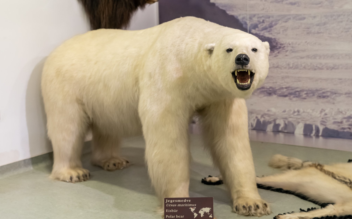 Man kann auch Eisbären auf der Ausstellung treffen.n