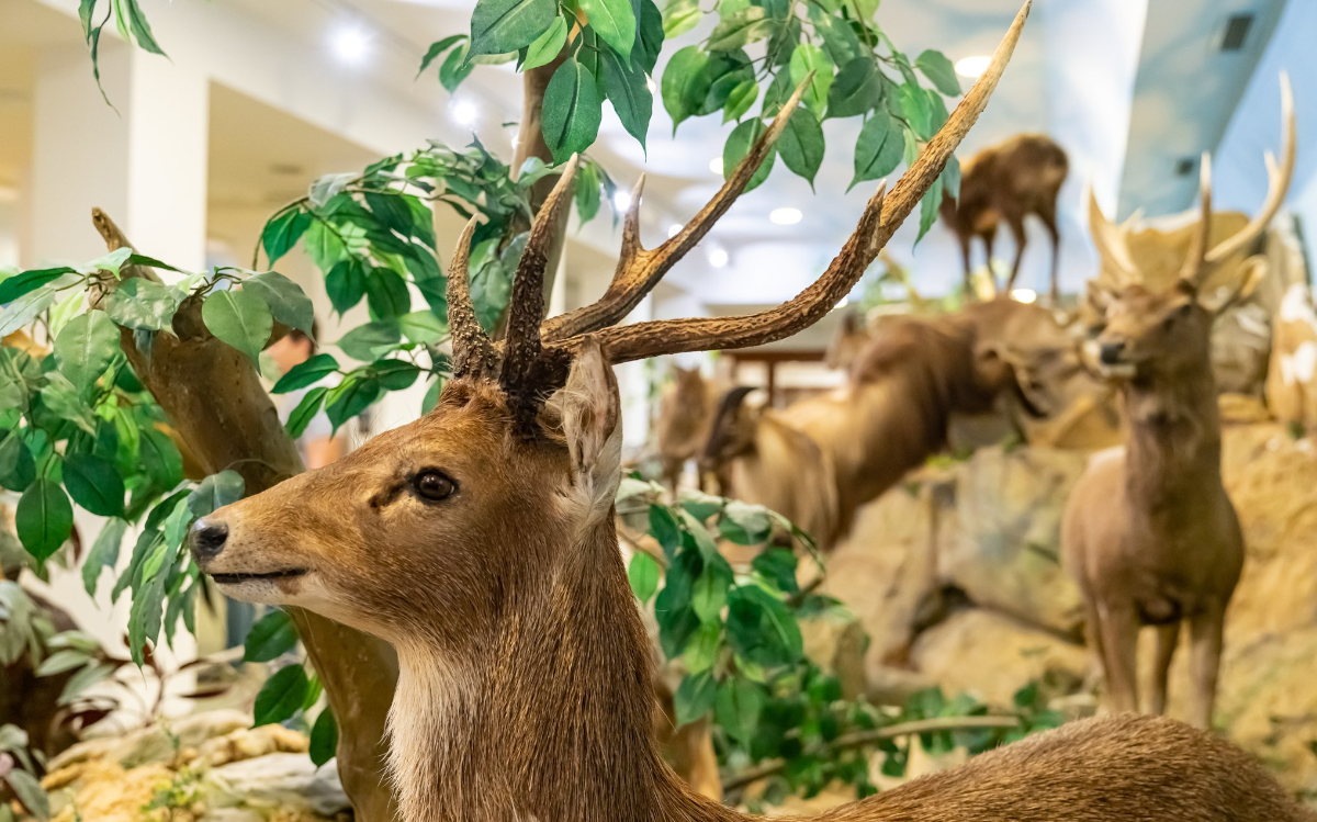 The hunting exhibition also showcases the wildlife of the former estates of the Festetics family.