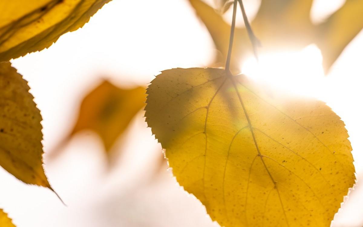 Sárga falevelek és őszi napfény