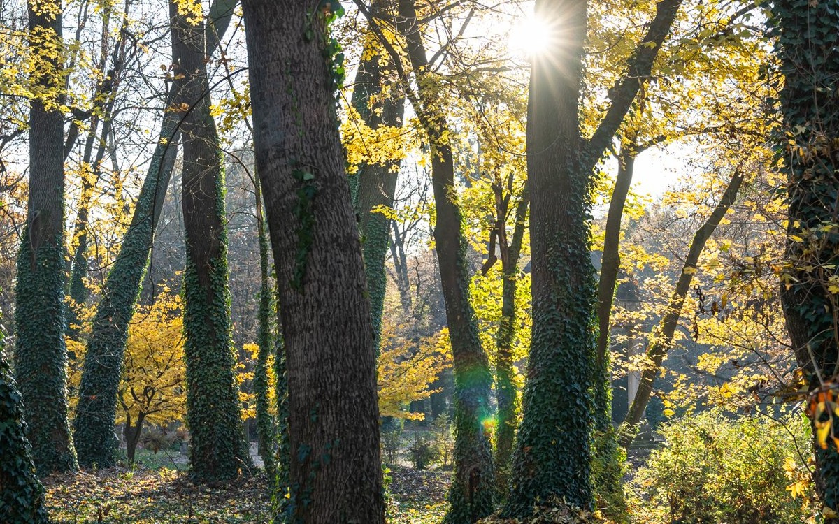 Napsugarak szöknek be a parkba a fák lombjai között