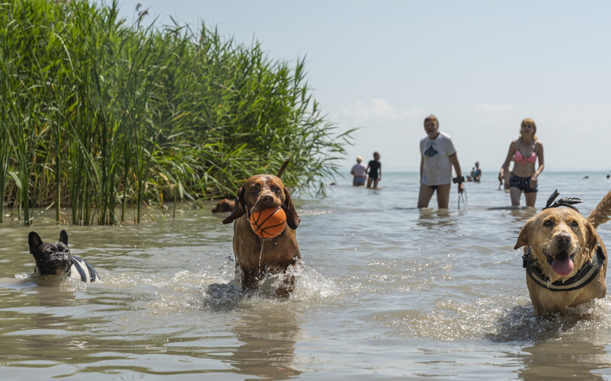 Our four-legged pets also like to play ball in the water.n