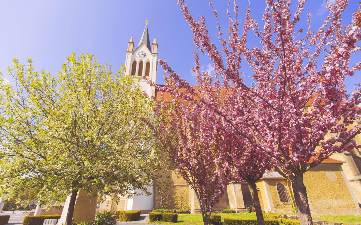 Die Pfarrkirche, vor dem Eingang mit blühenden Bäumen im Frühling