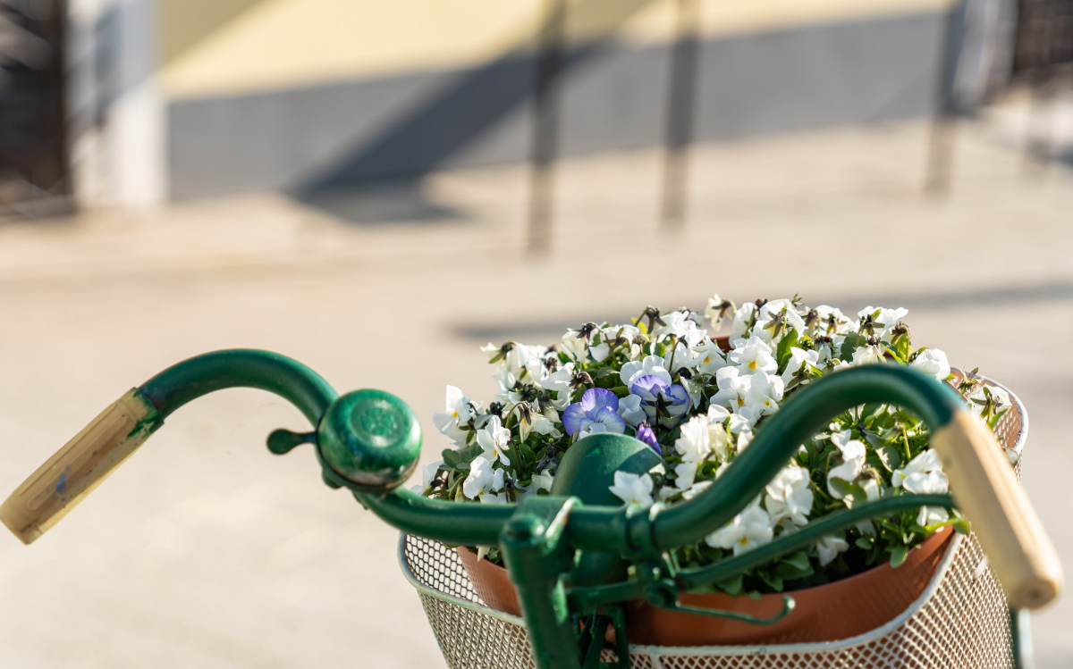 Besondere Dekoration: Blumen im Fahrradkorbn