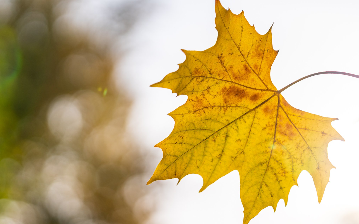 The yellowed leaf falls - an eternal theme of autumn nature