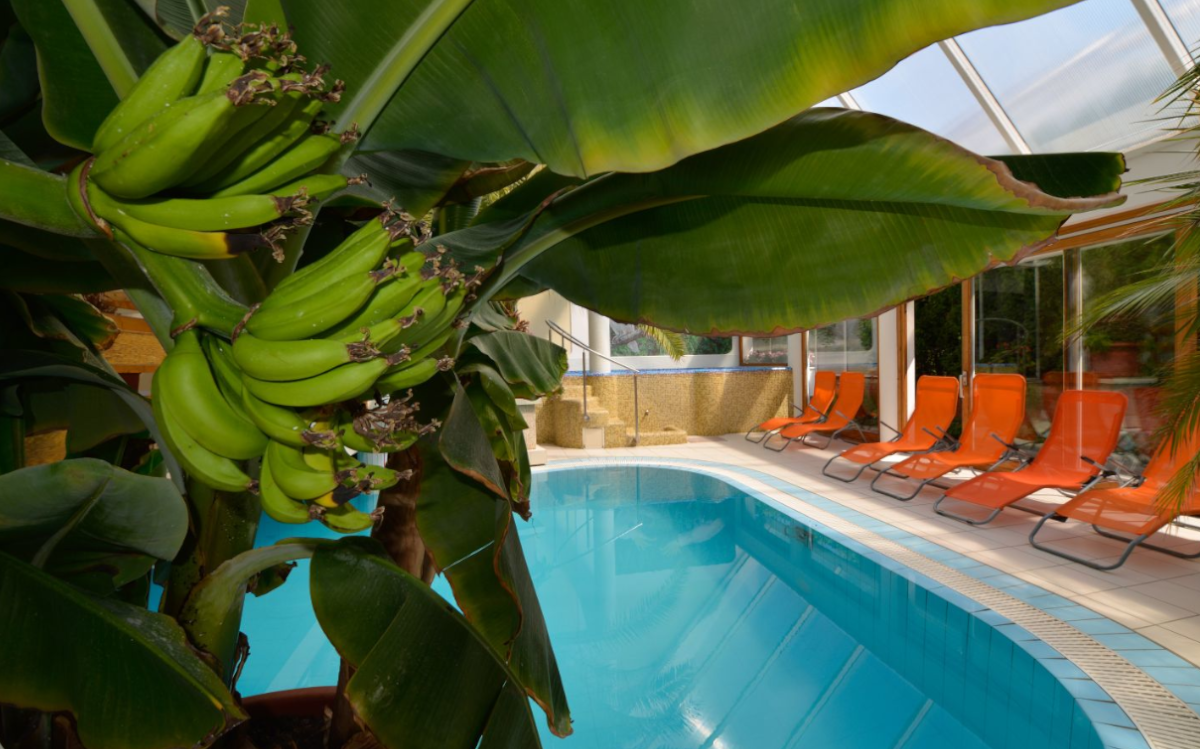 At the edge of Wellness Hotel KAKADU's indoor pool, we can find bananas among the many tropical plants.