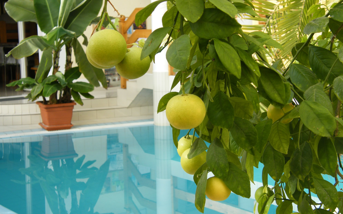 Am Rande des Wellness-Hotel KAKADU-Pools können die Gäste Palmen, Orangen- und Bananenbäume, Hibiskus und Orchideen bewundern.
