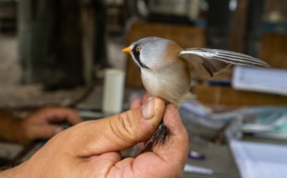 Bird Ringing and Bird Rescue Stations